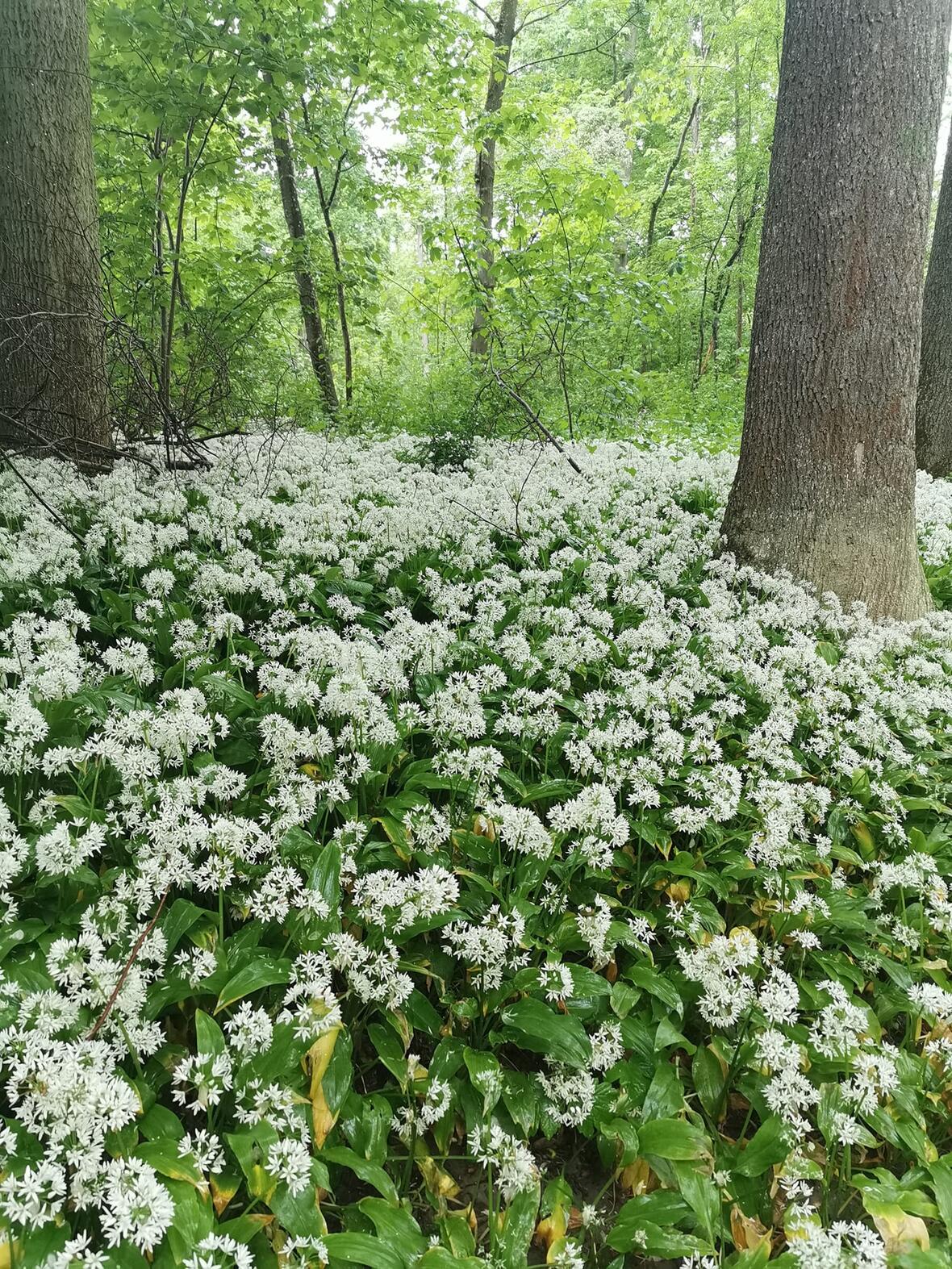 kraeuterspaziergang2105