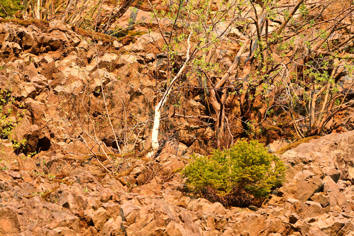 2023-09-18_09-17-47-a012_a013_tarnen_und_taeuschen_foto_hofmann